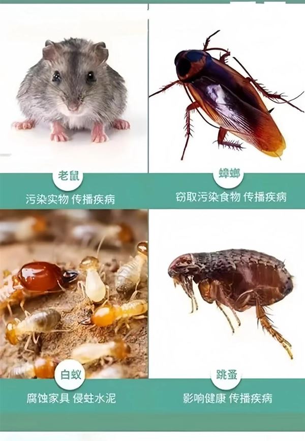 家庭厂区白蚁防治标准施工规范及注意事项